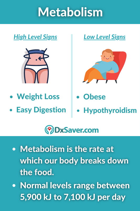 High and Low Levels of Metabolism Levels in Men and Women