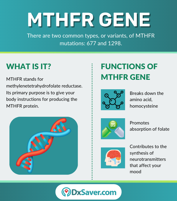 What is MTHFR Gene - Functions