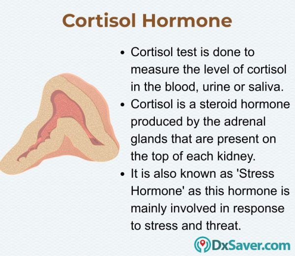 Know more about the cortisol hormone and normal cortisol levels