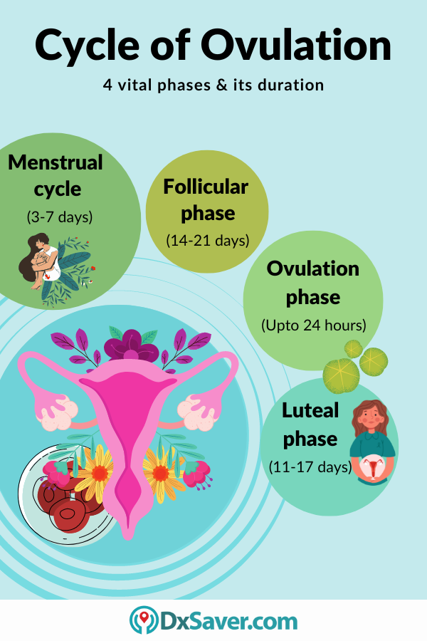 Cycle of ovulation - 4 vital phases and its duration